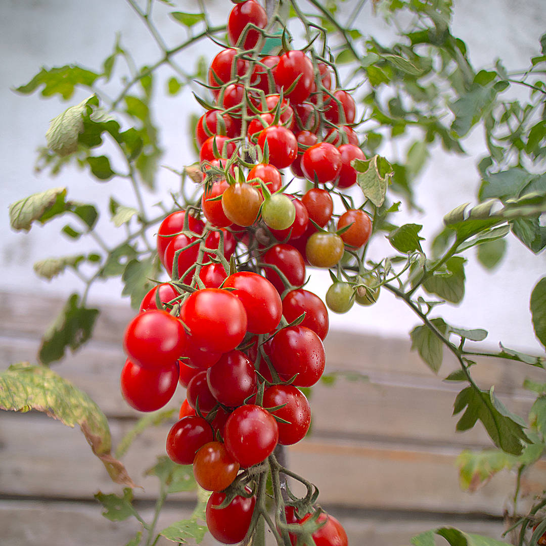 world of chillies tutti frutti cherry tomato plant with ripe truss