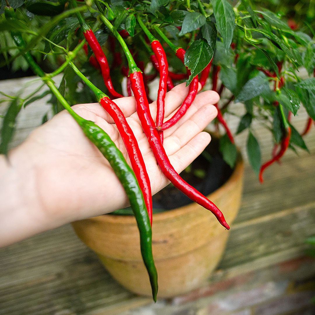 World of Chillies Vindaloo Chillies ripening red on the plant