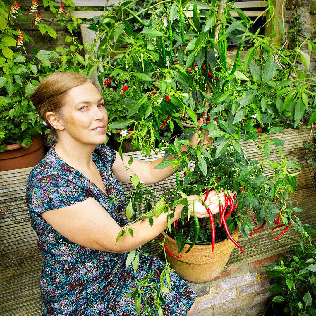 World of Chillies Vindaloo Chilli plant with pods developing