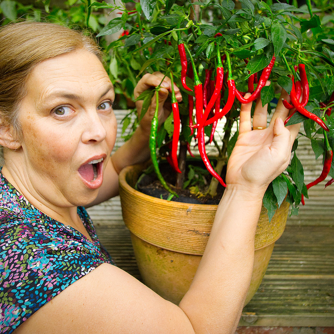 World of Chillies Vindaloo Chilli plant covered in ripe red fruit