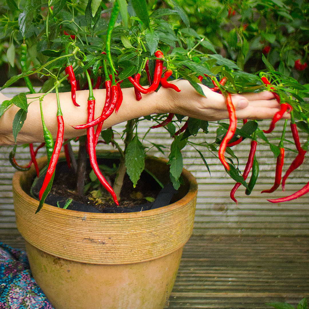 World of Chillies Vindaloo Chilli plant heavy with long red pods