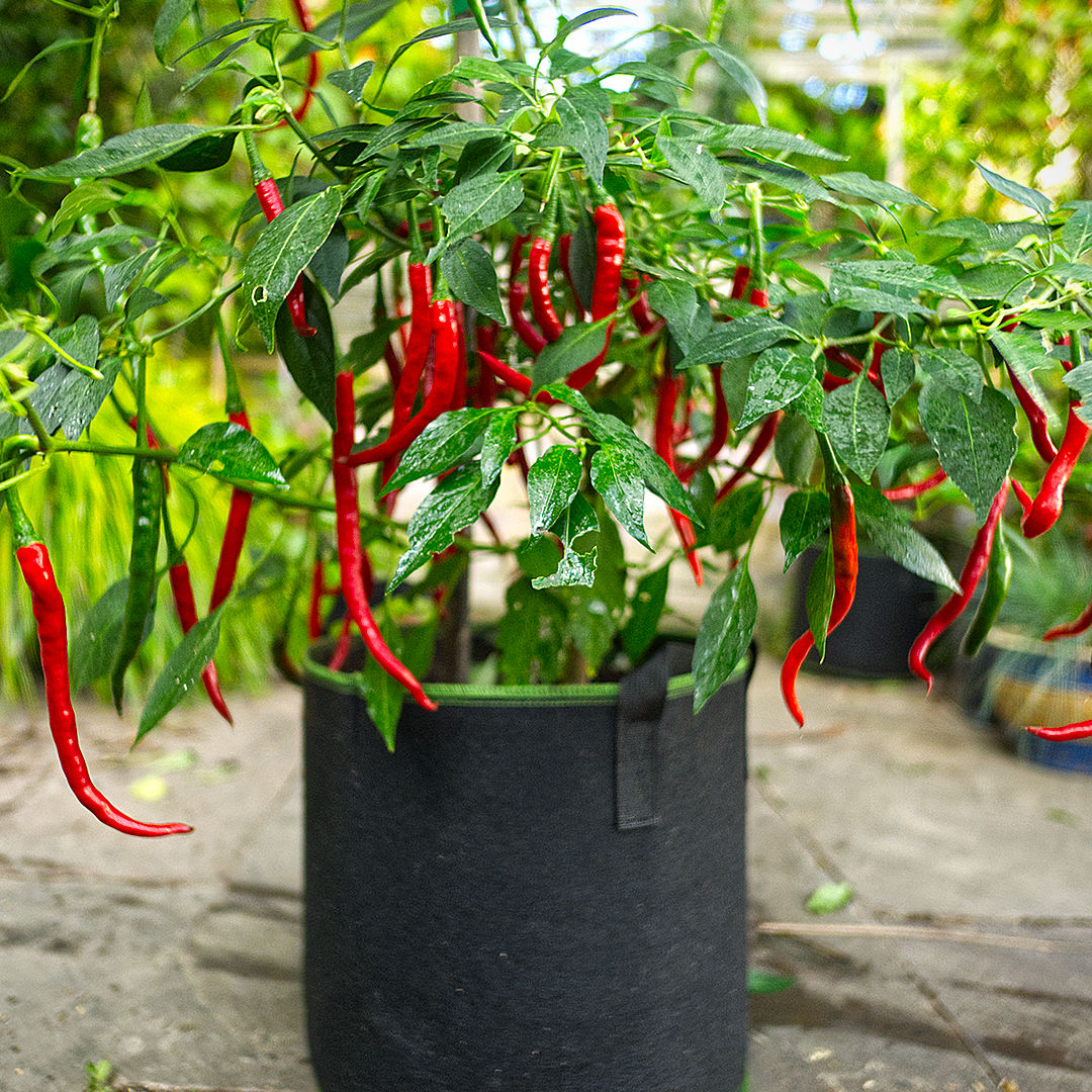 World of Chillies Vindaloo Chilli plant growing in fabric pot