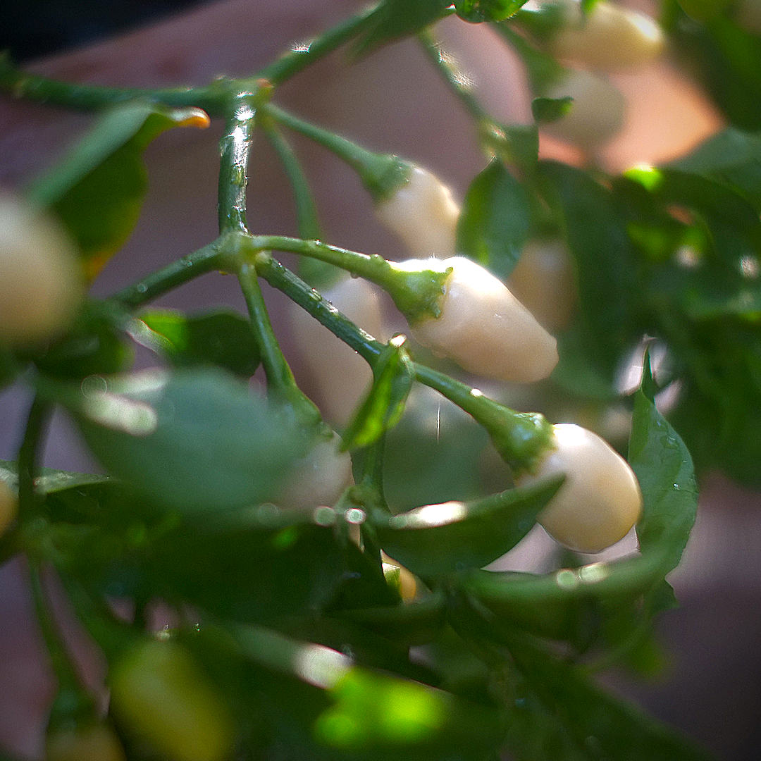 World of Chillies White Habanero magical
