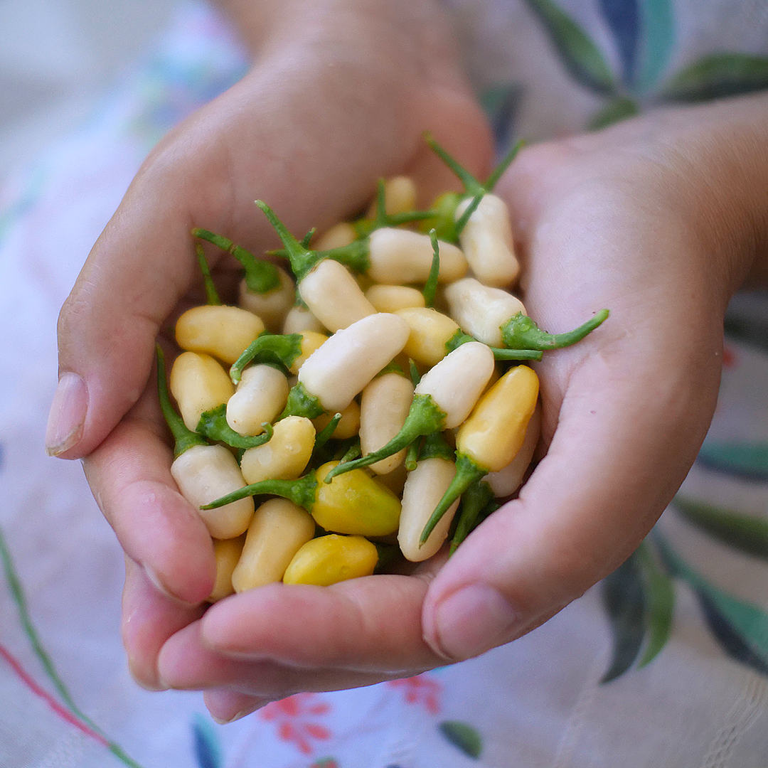 World of Chillies White Habanero in hands