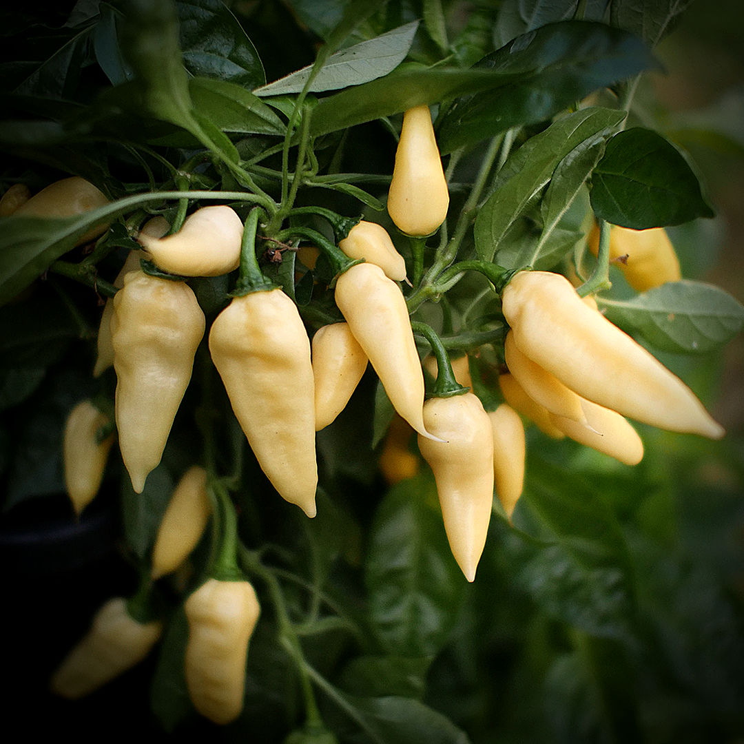 World of Chillies Wraith chilli pods on plant, pale yellow fruit glowing among dark green leaves