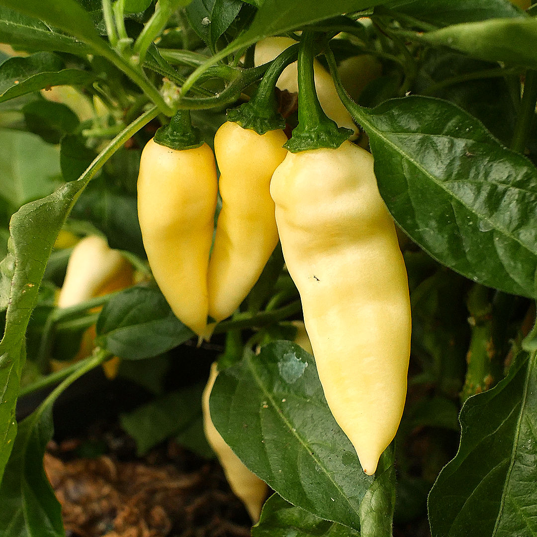 World of Chillies Wraith chillies ripening on plant, creamy yellow pods with smooth glossy skins