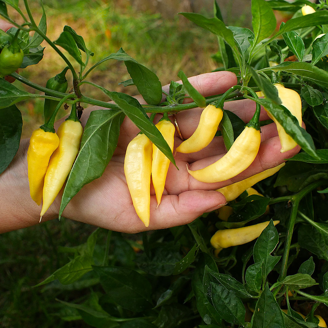 World of Chillies Wraith chillies held in hand, long pale yellow fruit on leafy branch
