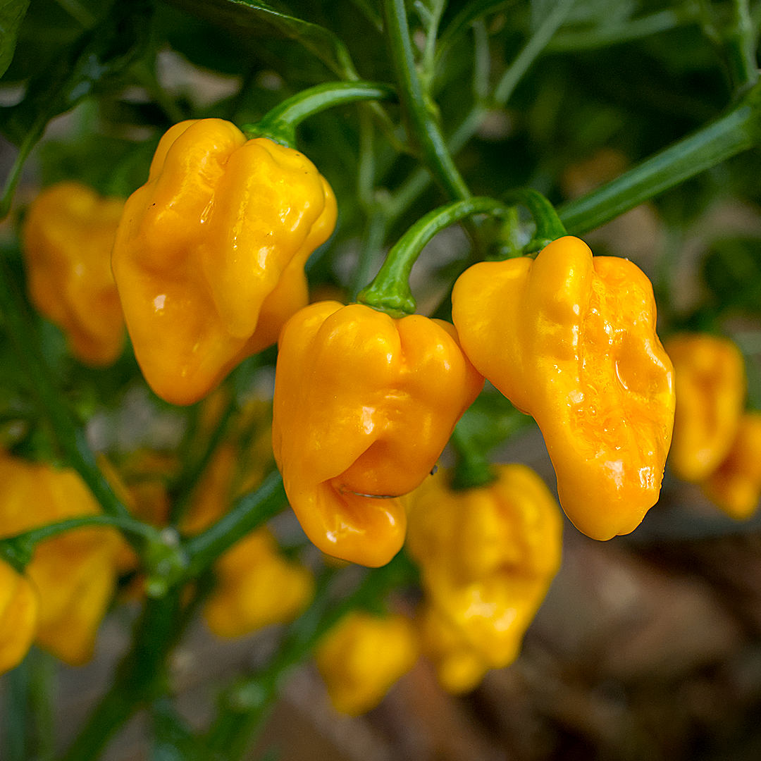 World of Chillies Yellow Moruga Scorpion chillies fully ripe on bush