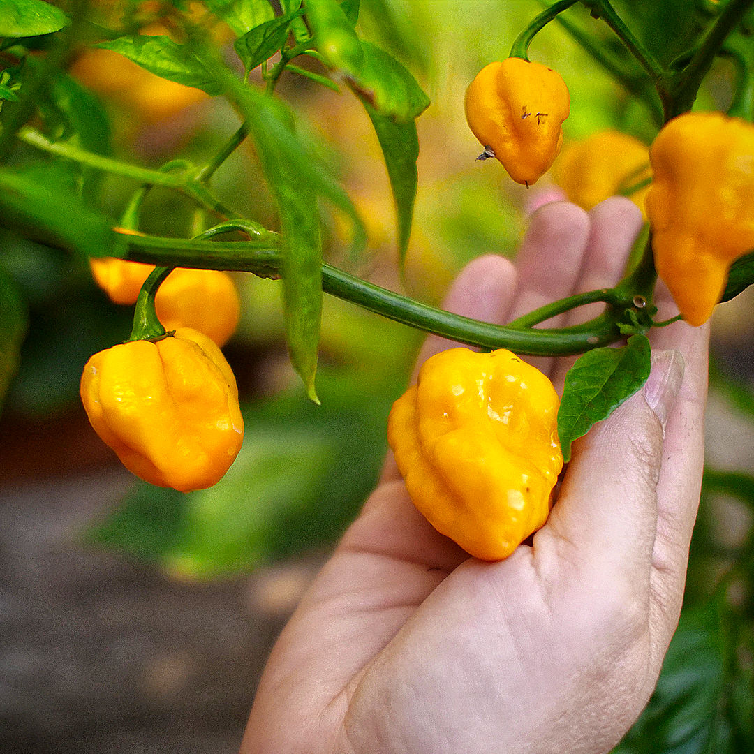 World of Chillies close-up of Yellow Seven Pot Chillies turning bright yellow on the vine