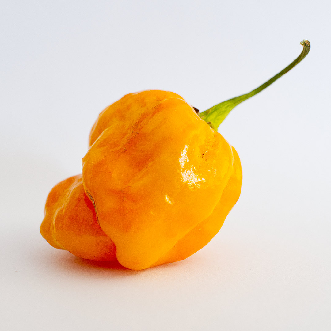 World of Chillies single Yellow Seven Pot Chilli pod on white background