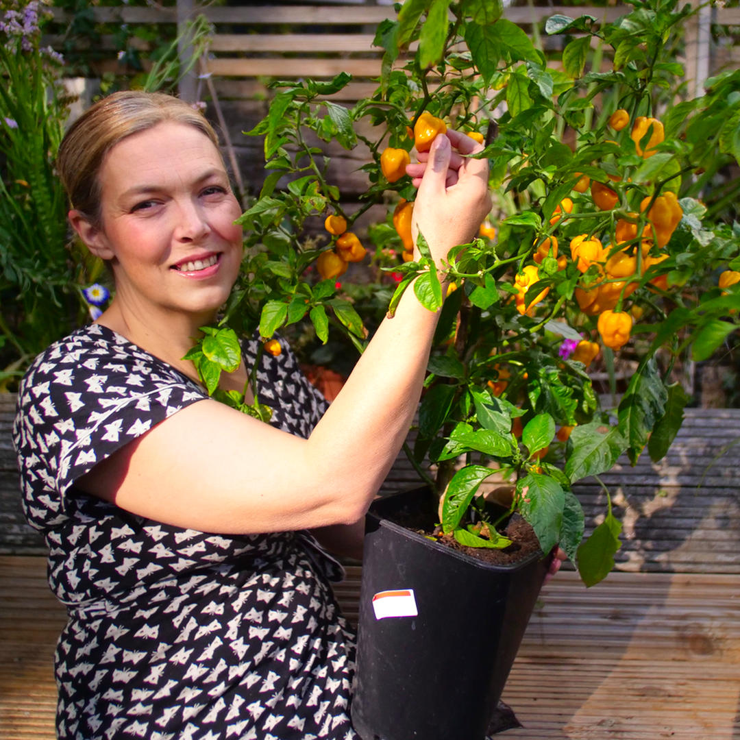 World of Chillies grower holding a mature Yellow Seven Pot Chilli plant in a pot