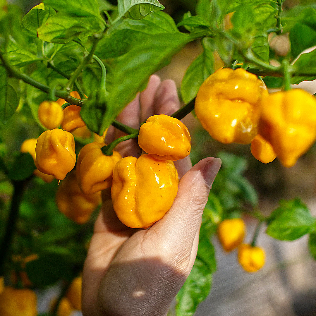 World of Chillies Yellow Seven Pot Chilli plant with clusters of ripening yellow pods