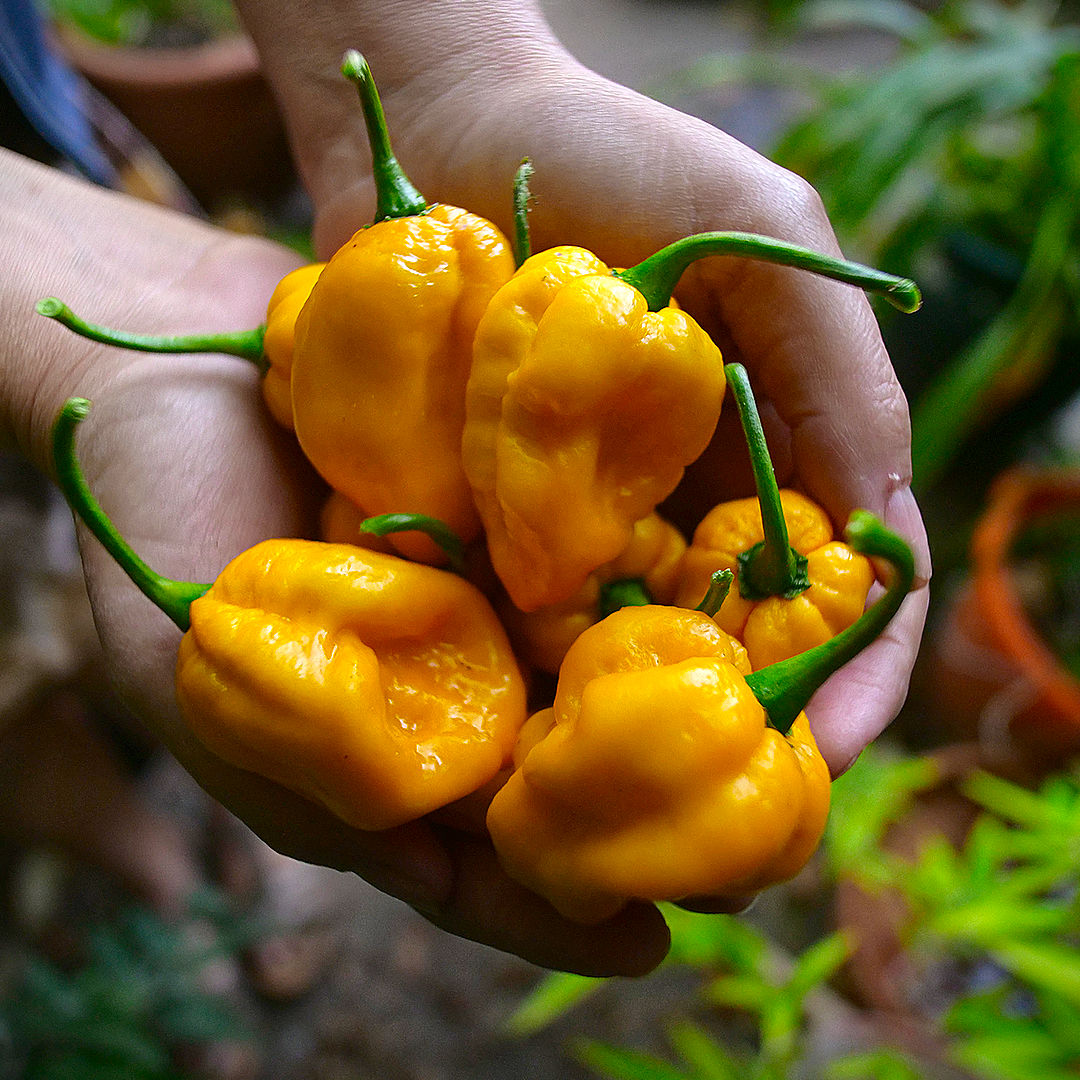 World of Chillies freshly picked Yellow Seven Pot Chillies held in both hands