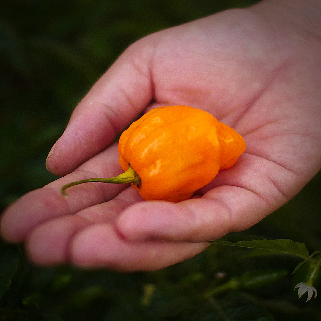 World of Chillies grower holding a ripe Yellow Seven Pot Chilli pod in her hand