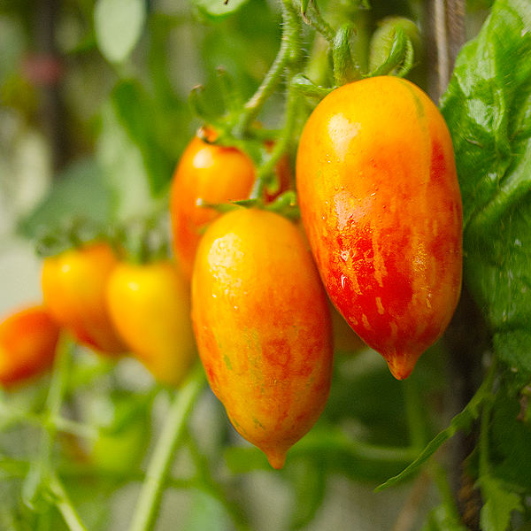 Pink Tiger tomatoes ripening on vine
