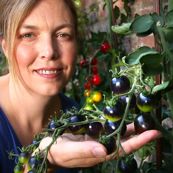 World of Chillies: Indigo Rose tomato close up with grower