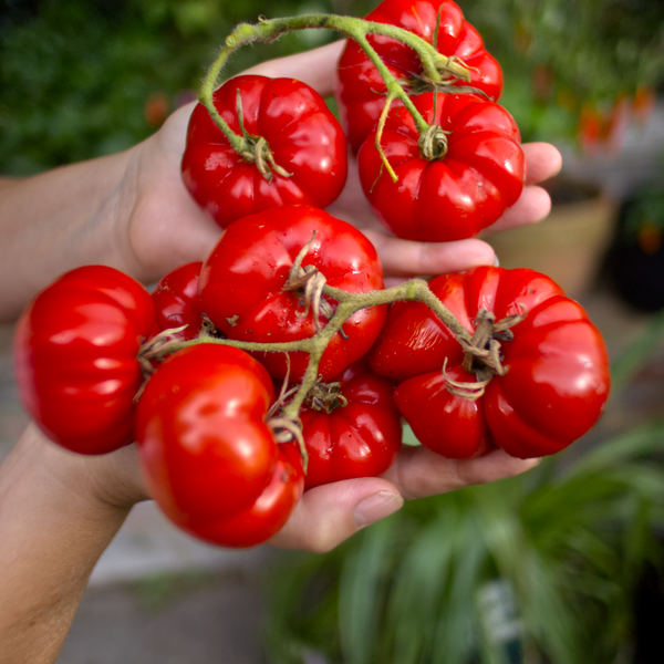 World of Chillies: Super Marmande tomatoes in bowl