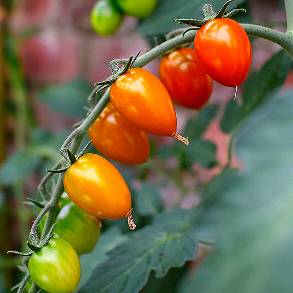 World of Chillies: Sakura tomato truss on plant
