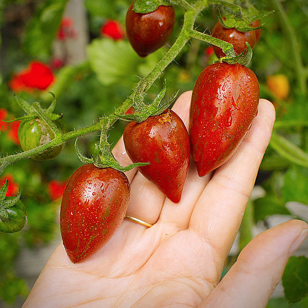 World of Chillies: distinctive shaped Shimmer tomatoes