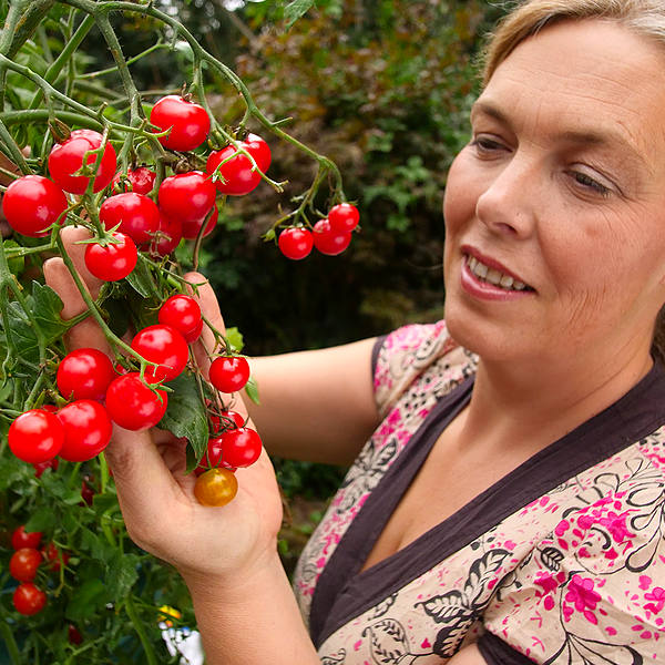 World of Chillies: grower studies Suncherry tomatoes