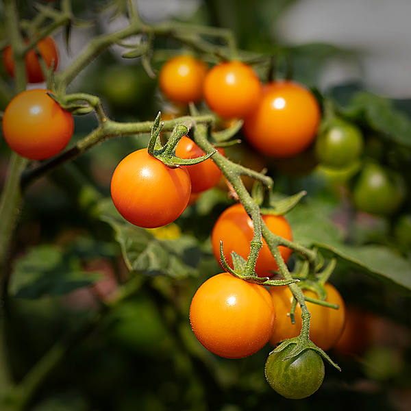 World of Chillies: brightly coloured Sungold tomatoes