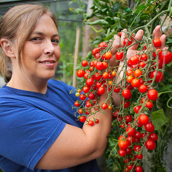 World of Chillies: TomatoBerry truss held up by grower