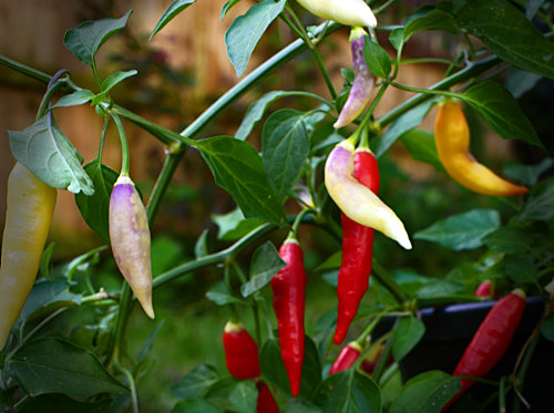  Aji Omnicolour Chilli Plant 