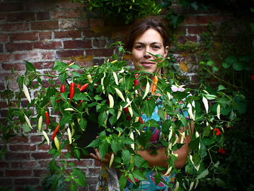  Aji Omnicolour Chilli Plant 