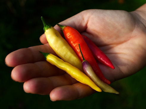  Aji Omnicolour Chilli Pods 