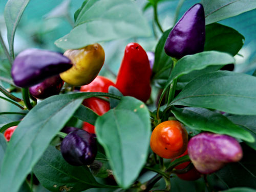  Aurora Chilli Plant 