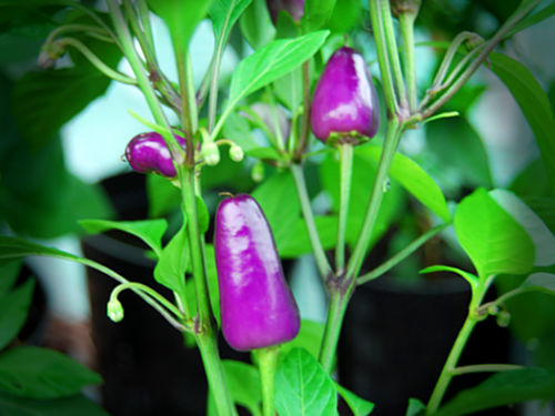  Aurora Chilli Plant 