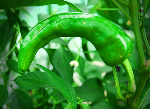  Big Jim Chilli Plant 