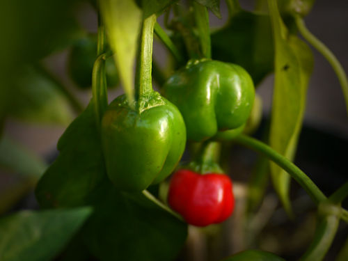  Balloon Chilli Plant 