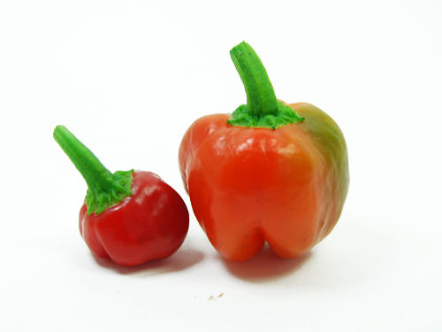  Balloon Chilli Pods 
