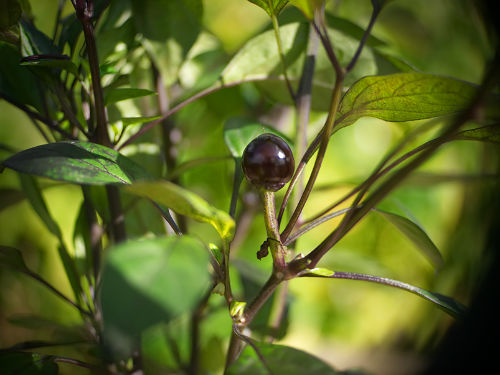  Black Pearl Chilli Plant 