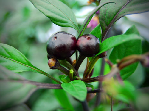  Black Pearl Chilli Plant 