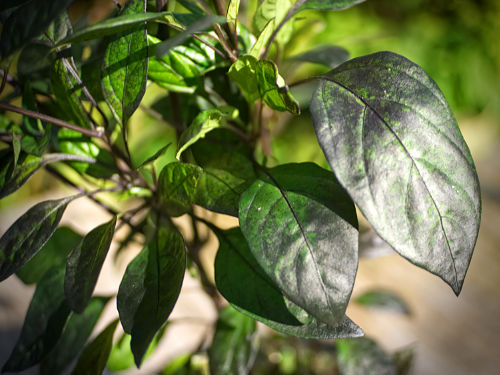  Black Pearl Chilli Plant Foliage 