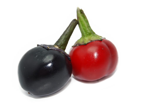  Black Pearl Chilli Pods 