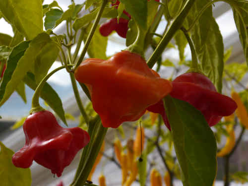  Bishops Crown Chilli Plant 