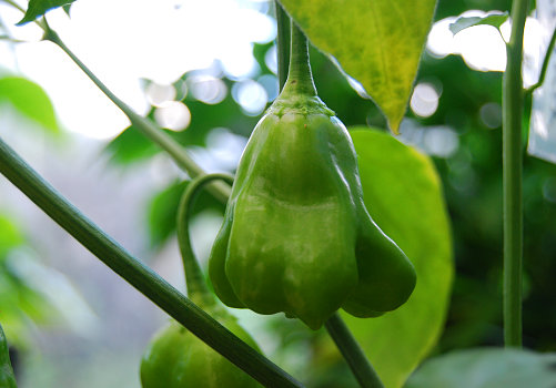  Bishops Crown Chilli Plant 