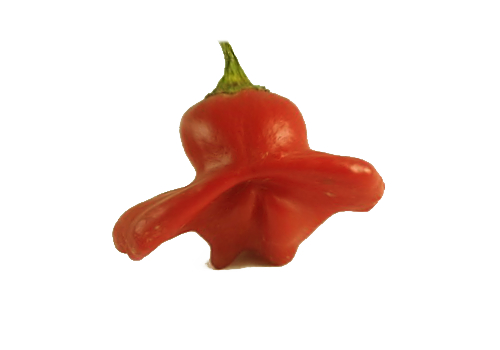 Bishops Crown Chilli Pod 