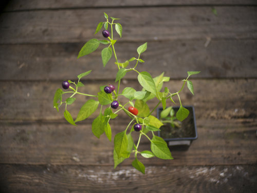 Bolivian Rainbow Chilli Plant 
