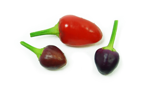  Bolivian Rainbow Chilli Pods 