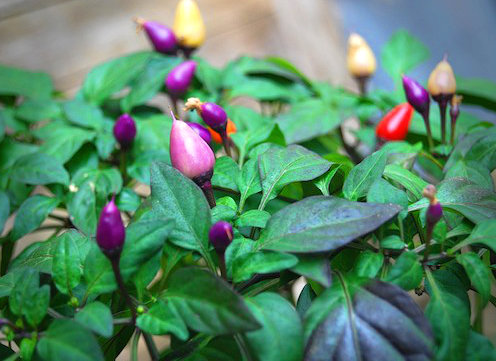  Bolivian Rainbow Chilli Plant 