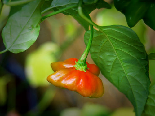  Brazilian Starfish Chilli Plant 