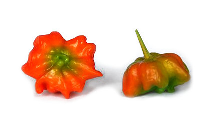  Brazilian Starfish Chilli Pods 