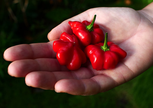  Brazilian Starfish Chilli Pods 