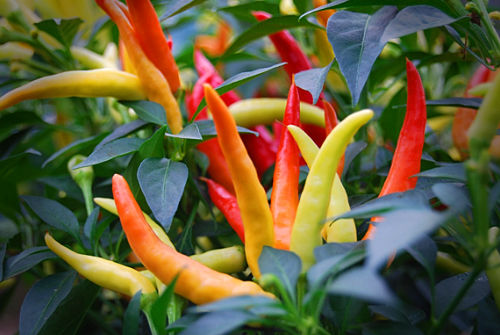  Chilly Chilli Plant 