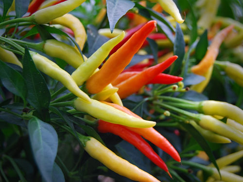  Chilly Chilli Plant 