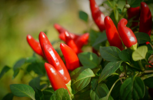  Etna Chilli Plant 